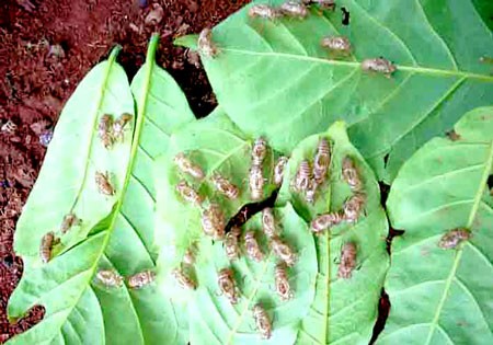 Large numbers of cicadas in Gia Lai Province are eating coffee tree roots, which makes the leaves yellow and fruits fall. (Photo: SGGP)